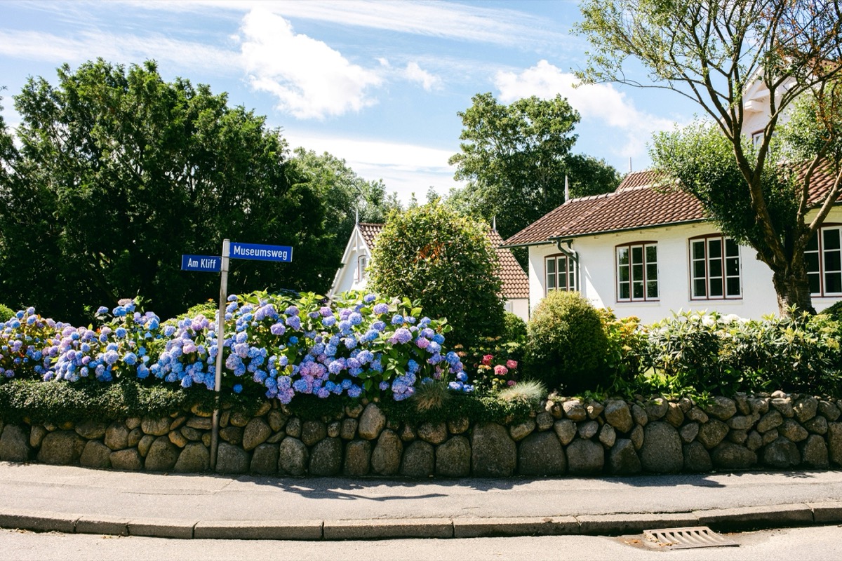 Friesenhaus mit Hortensien und Steinmauer in Keitum auf Sylt